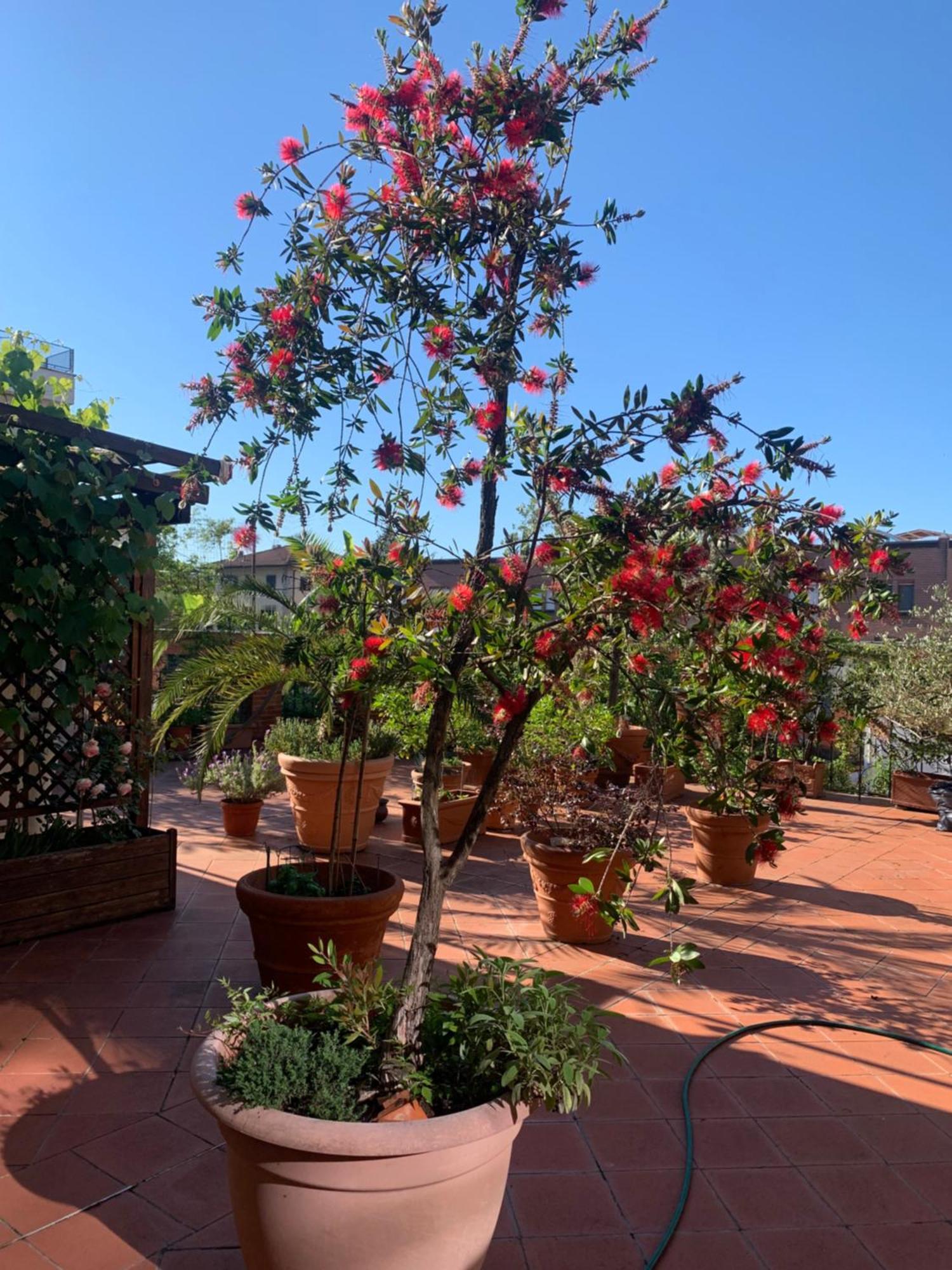 La Terrazza Da Ernestina Apartment Lucca Exterior foto